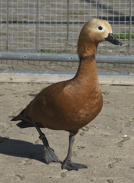 曼联能够迅